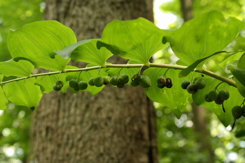 Image of Polygonatum multiflorum specimen.