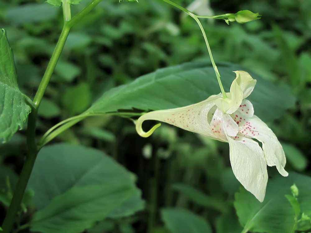 Изображение особи род Impatiens.