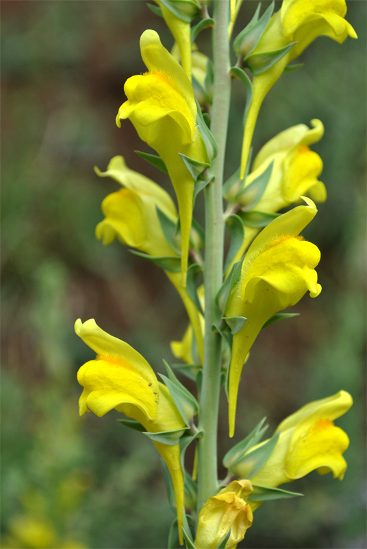 Image of Linaria grandiflora specimen.