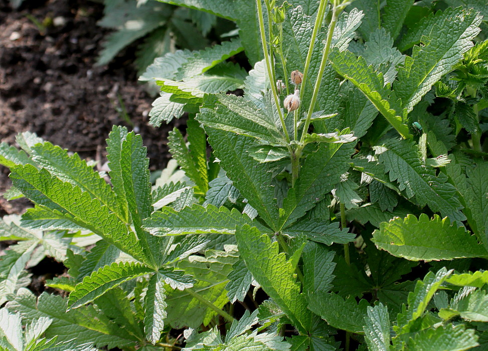 Image of Potentilla verna specimen.