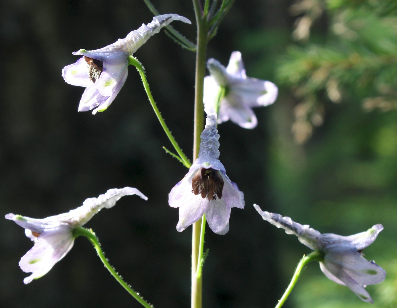 Image of Delphinium elatum specimen.