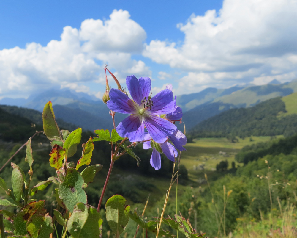 Image of Geranium gymnocaulon specimen.