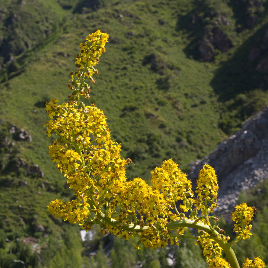 Image of Ligularia heterophylla specimen.