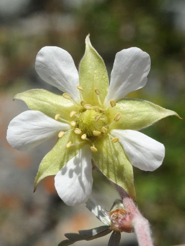 Изображение особи Farinopsis salesoviana.
