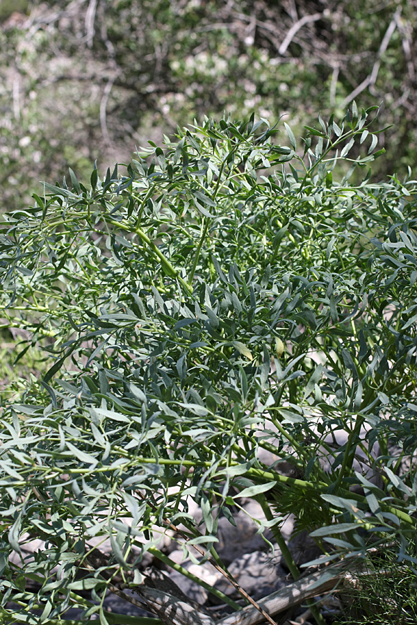 Image of Ferula penninervis specimen.