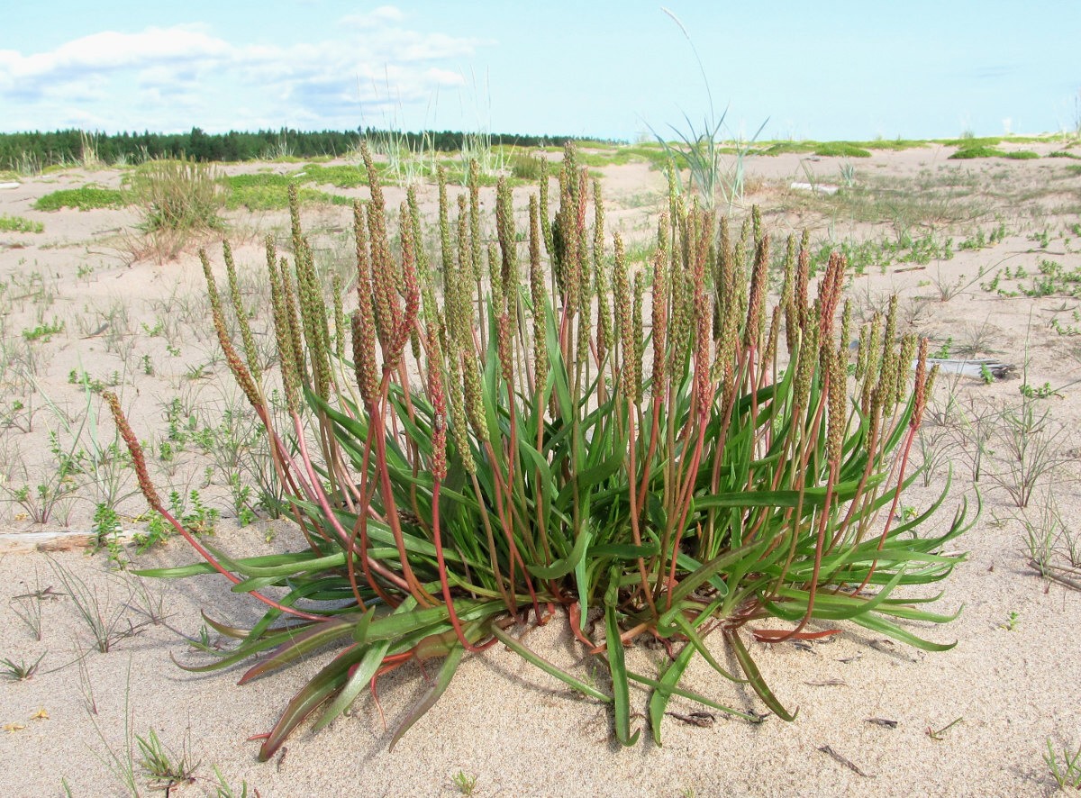 Изображение особи Plantago maritima.