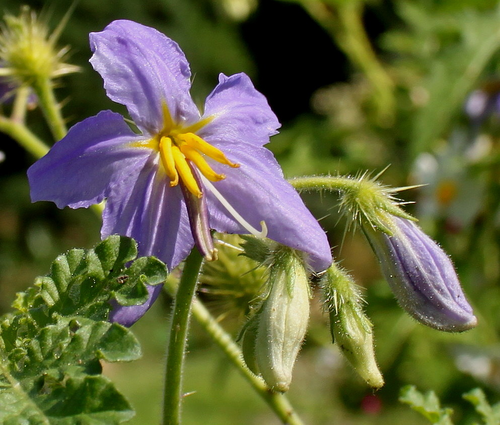 Изображение особи Solanum citrullifolium.