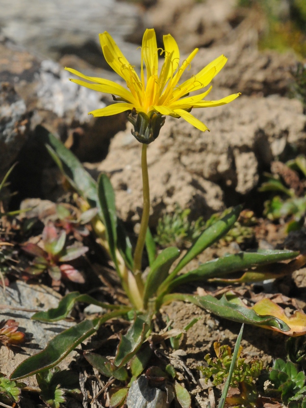 Image of Taraxacum pseudoatratum specimen.