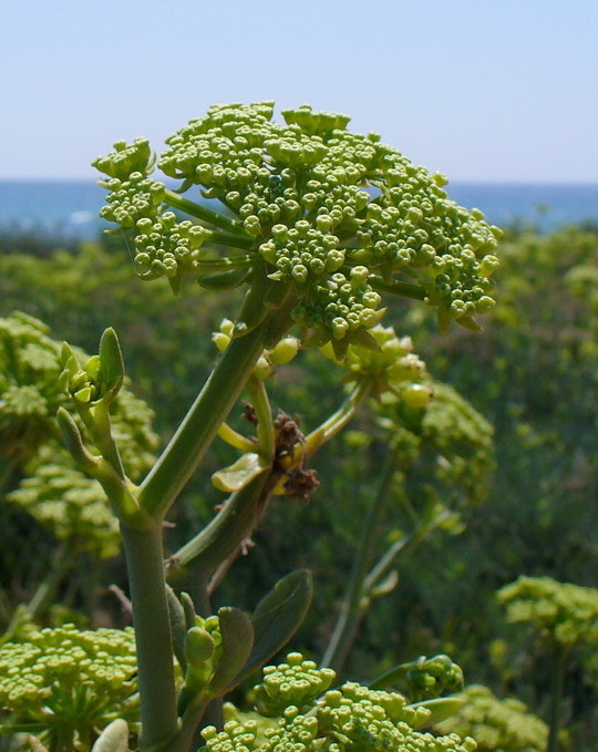 Изображение особи Crithmum maritimum.