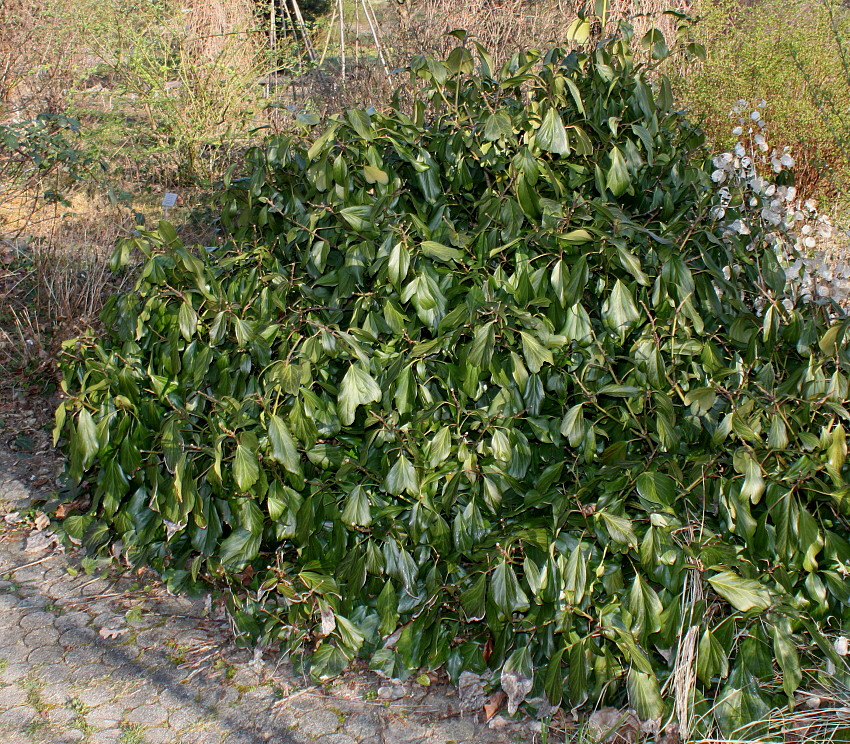 Image of Hedera colchica specimen.