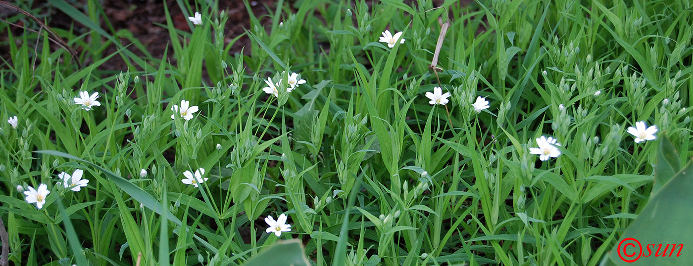 Image of Stellaria holostea specimen.