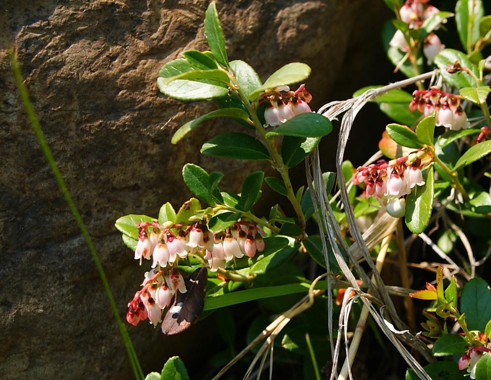 Image of Vaccinium vitis-idaea specimen.