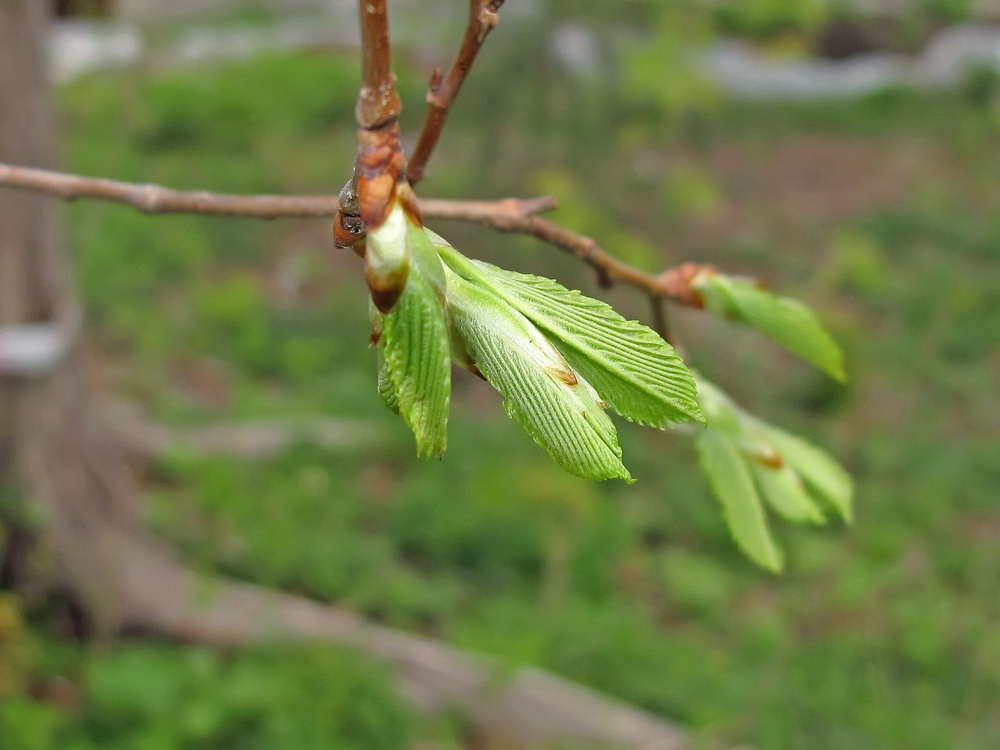 Изображение особи род Ulmus.