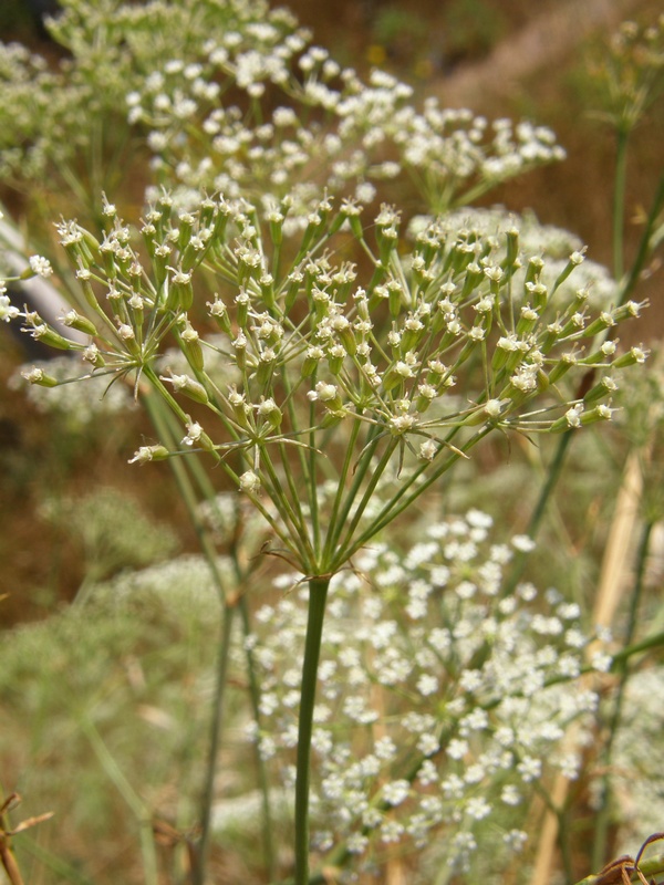 Изображение особи Falcaria vulgaris.