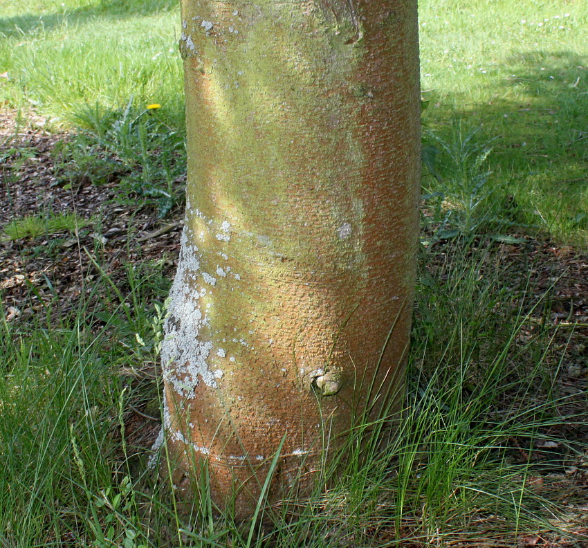 Image of Abies numidica specimen.