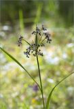 Scirpus sylvaticus. Верхушка цветущего растения. Ленинградская обл., Ломоносовский р-н, Копорье, песчаный карьер. 22.06.2014.