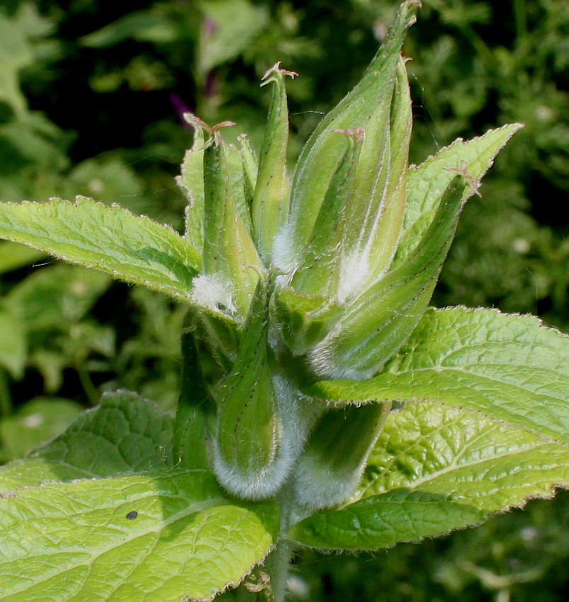 Image of Campanula latifolia specimen.