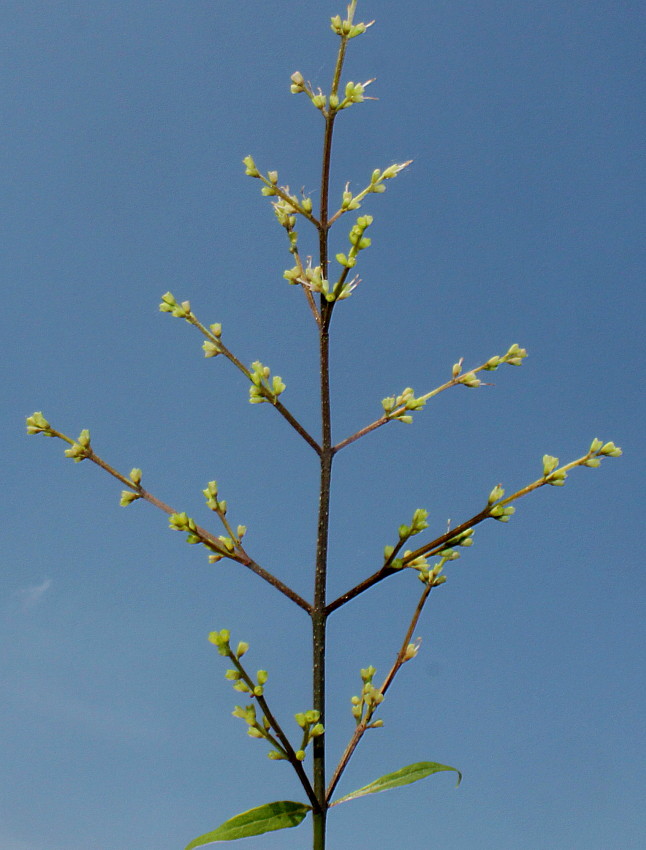 Изображение особи семейство Oleaceae.