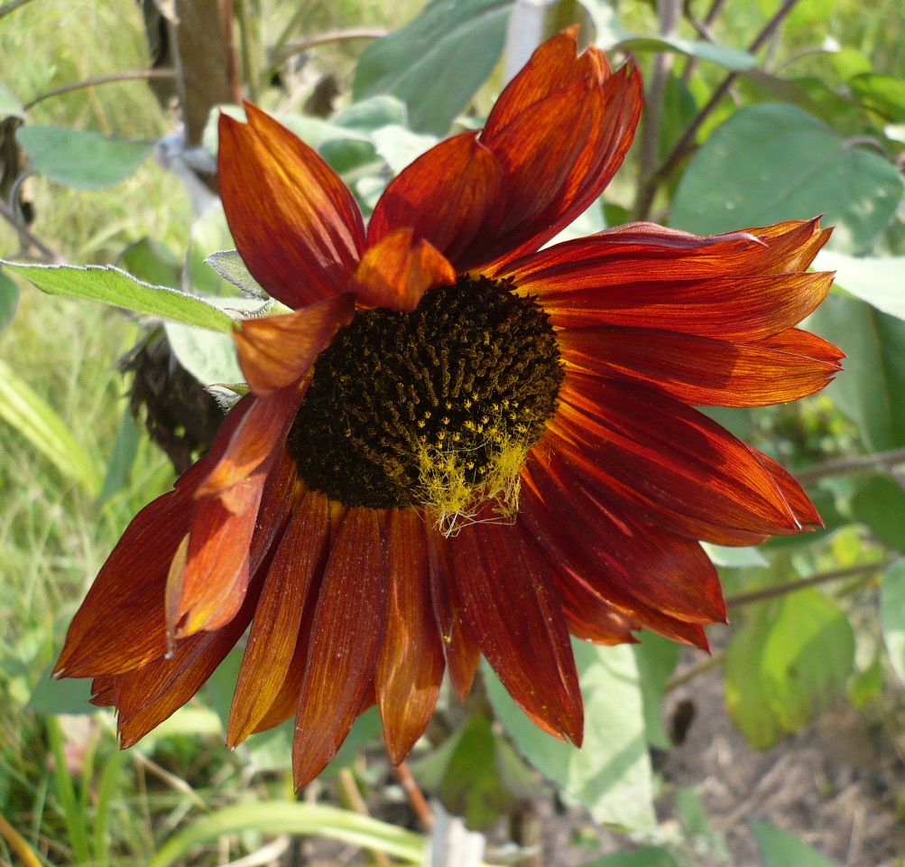 Image of Helianthus annuus specimen.