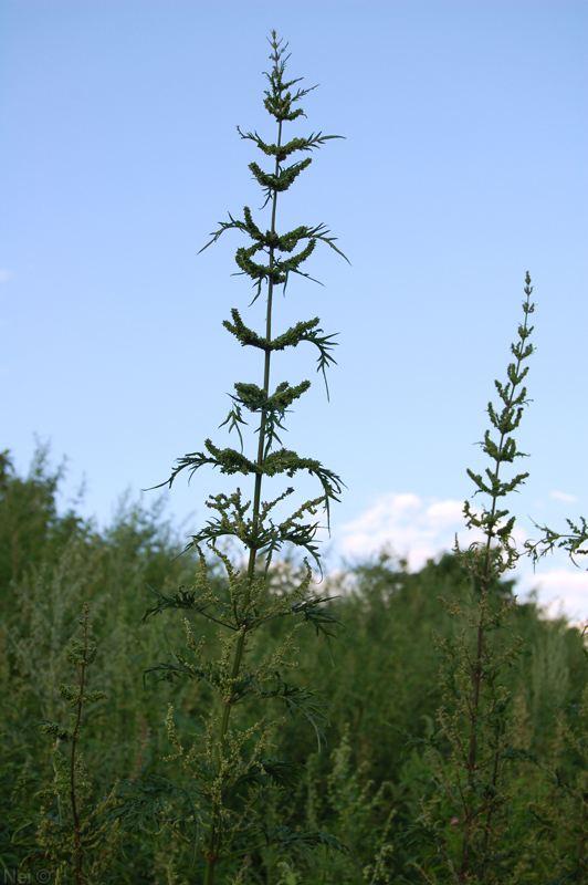 Image of Urtica cannabina specimen.