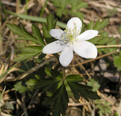 Изображение особи Anemone amurensis.