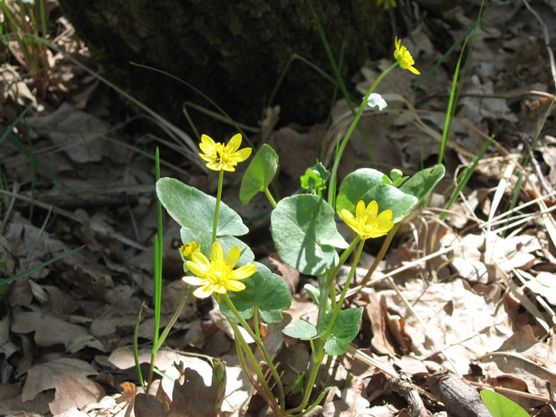 Image of Ficaria verna specimen.