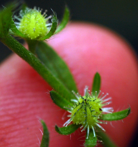 Image of Lappula squarrosa specimen.