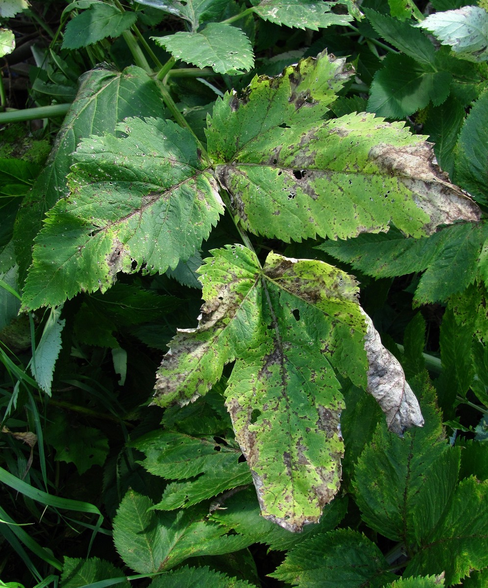 Image of Archangelica officinalis specimen.