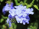 Plumbago auriculata. Соцветие. Италия, регион Лацио, г. Рим, Виа Мармората (Via Marmorata), в культуре. 8 сентября 2014 г.