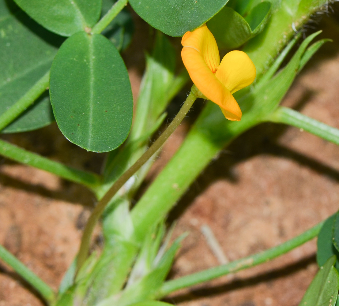 Image of Arachis hypogaea specimen.