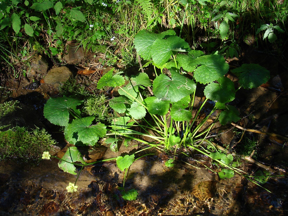 Image of Caltha palustris specimen.