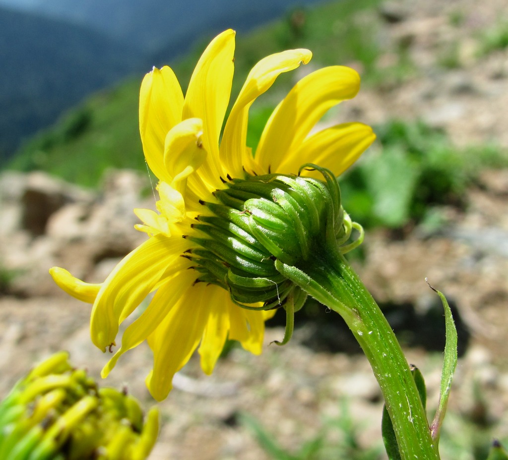 Image of Senecio kolenatianus specimen.