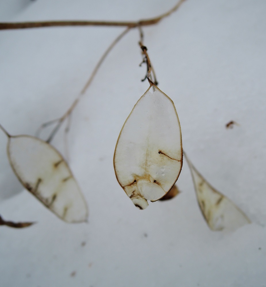 Image of Lunaria rediviva specimen.