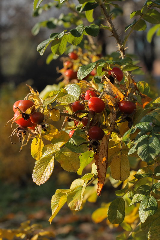 Изображение особи Rosa rugosa.