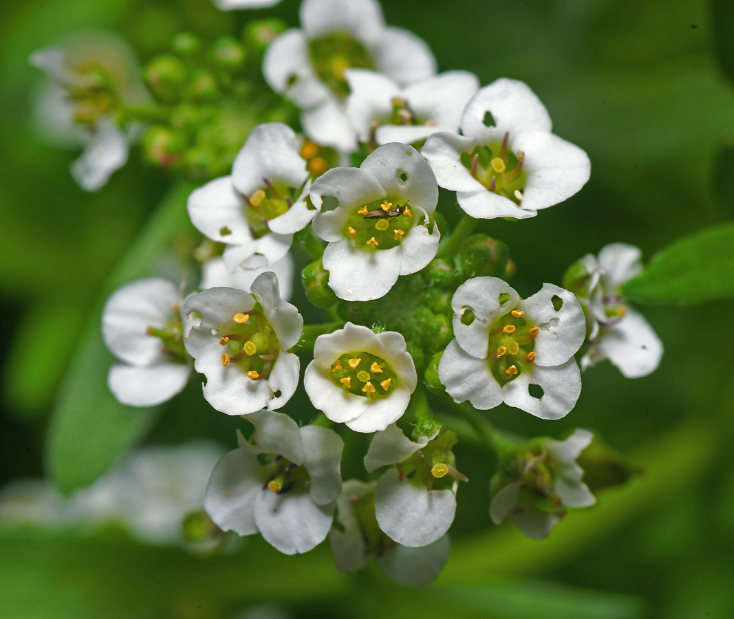 Image of Lobularia maritima specimen.