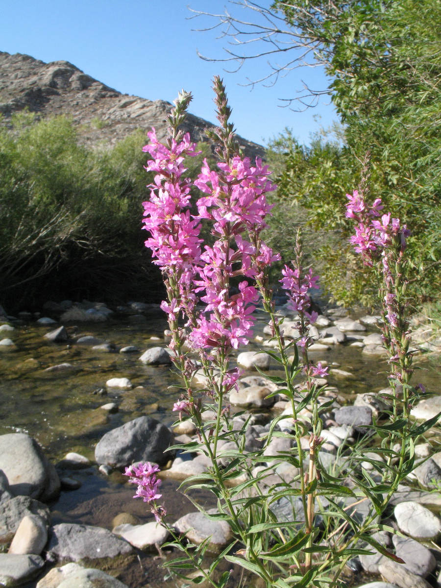 Изображение особи Lythrum salicaria.