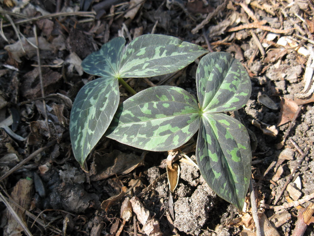 Image of Trillium luteum specimen.