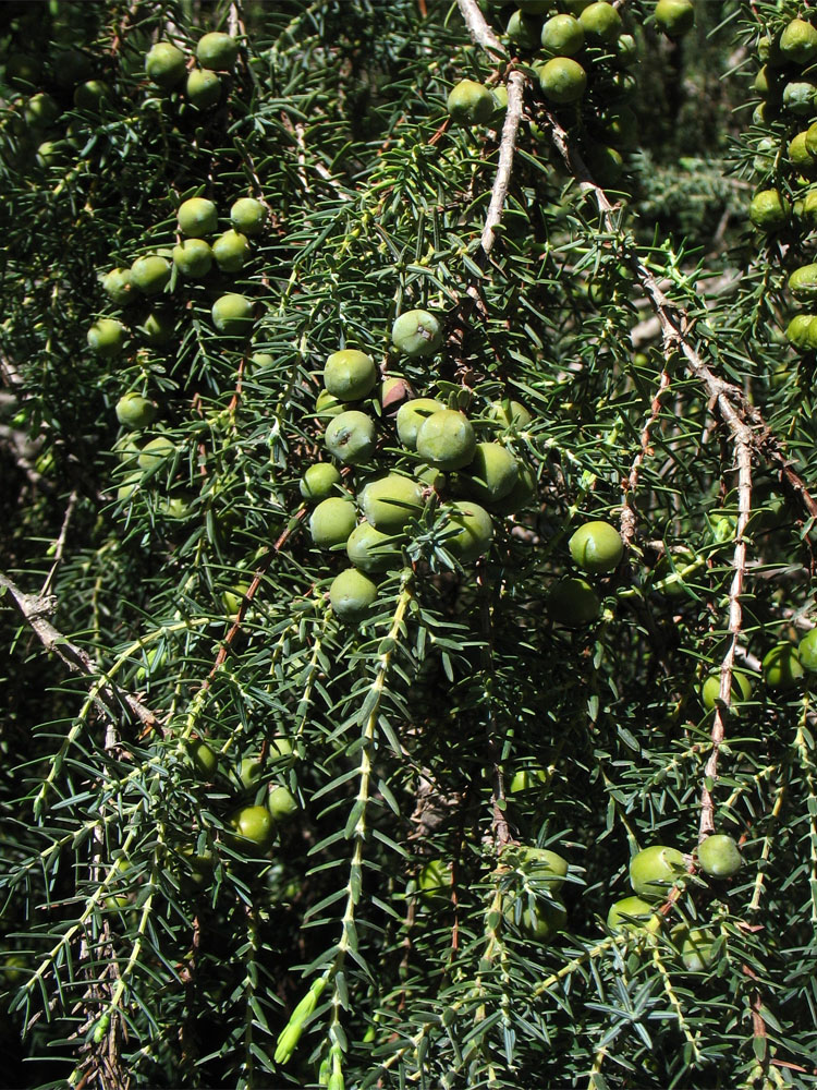 Изображение особи Juniperus cedrus.