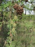 Larix decidua