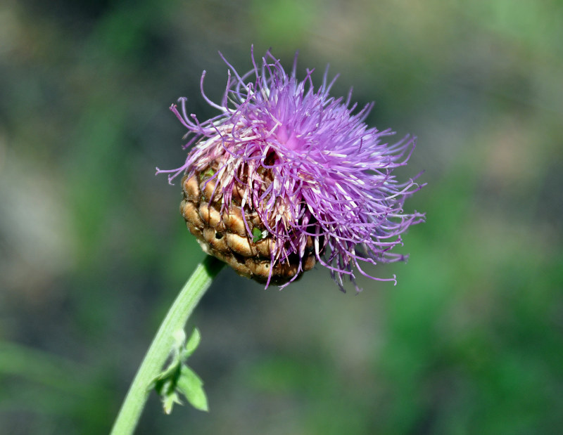 Image of Stemmacantha uniflora specimen.