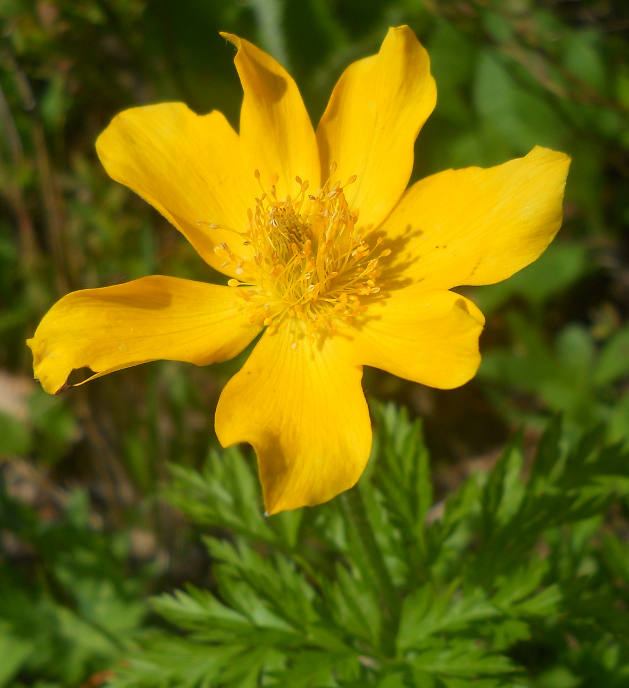 Image of Pulsatilla aurea specimen.