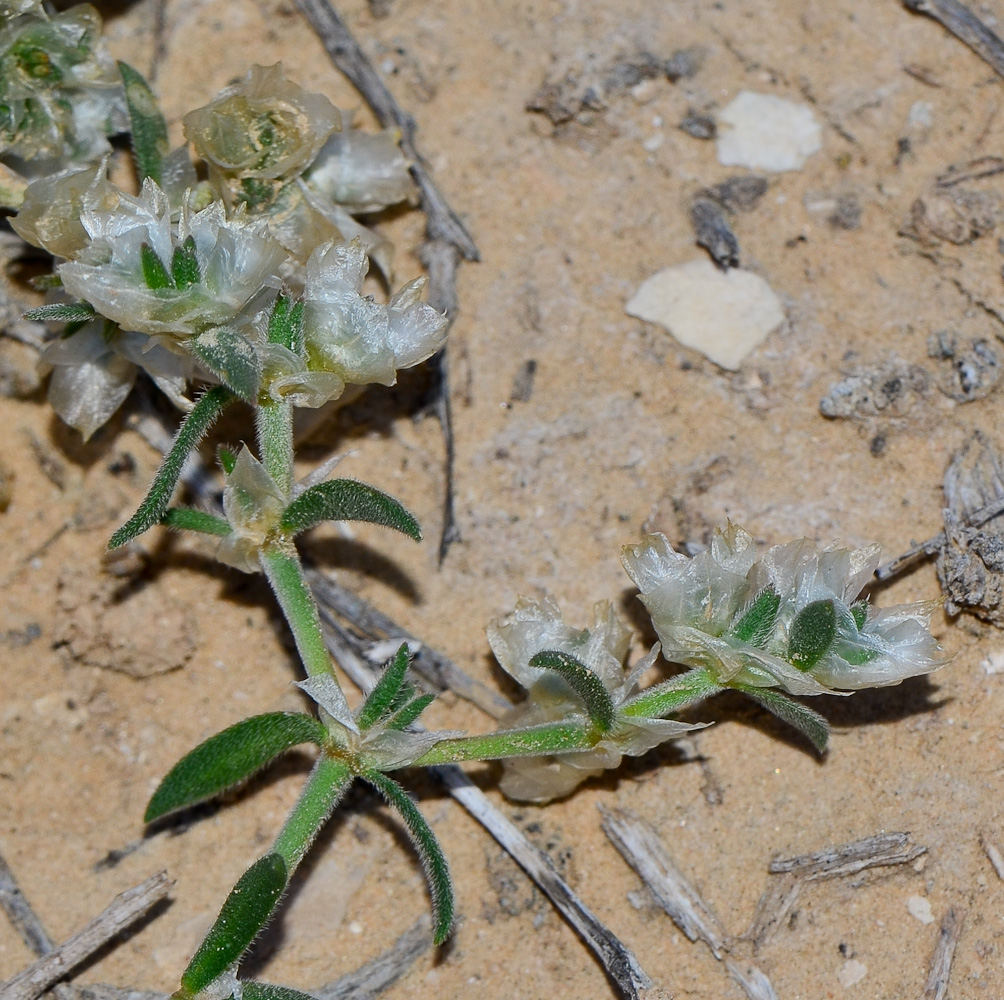 Image of Paronychia sinaica specimen.