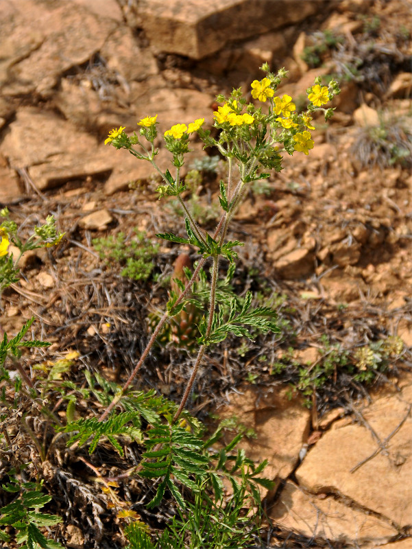 Image of Potentilla tanacetifolia specimen.