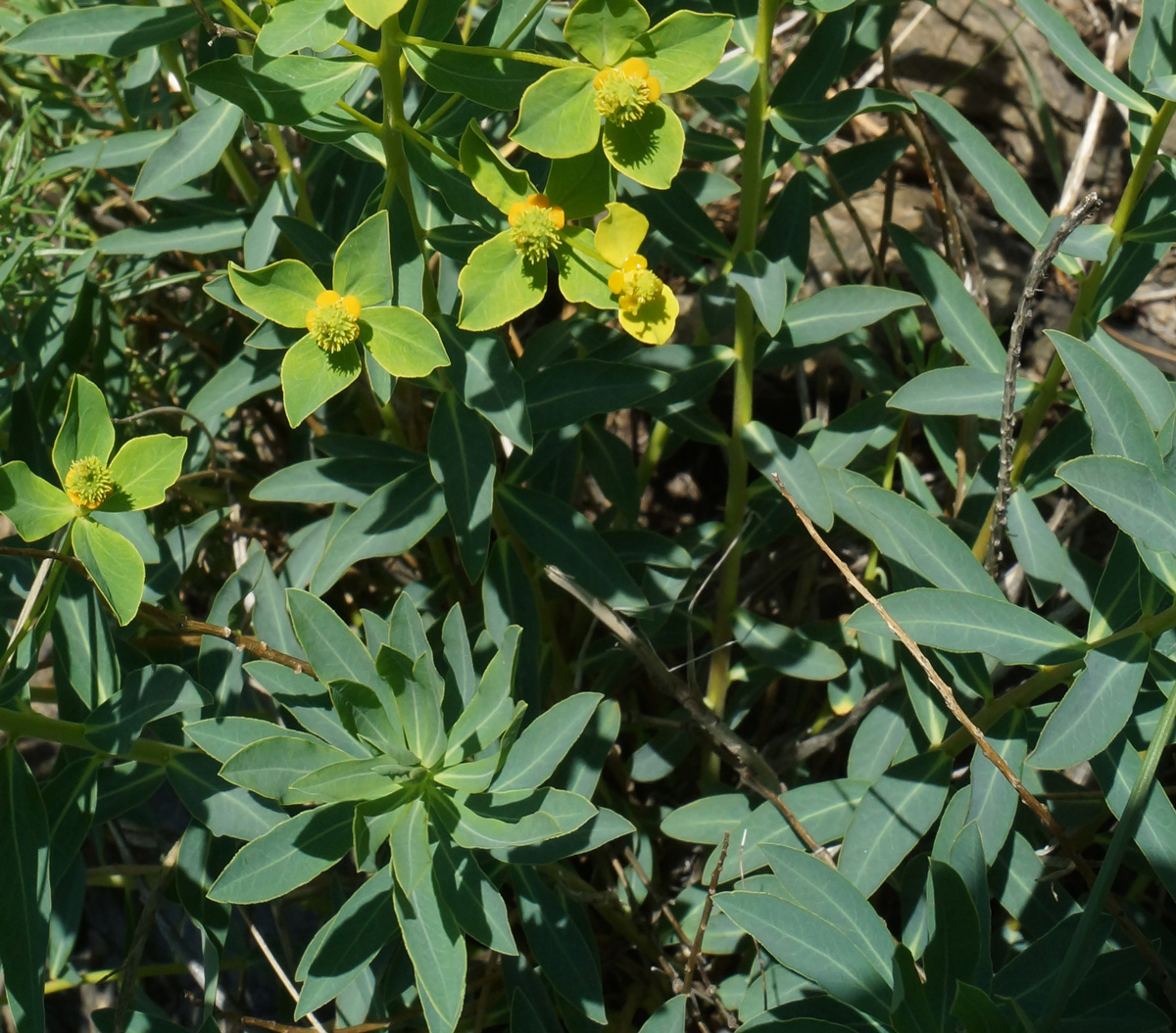 Image of Euphorbia macrorhiza specimen.