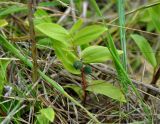 Polygonatum humile. Плодоносящее растение. Приморье, ЗАТО Фокино, о-в Путятина, приморский луг. 15.08.2015.