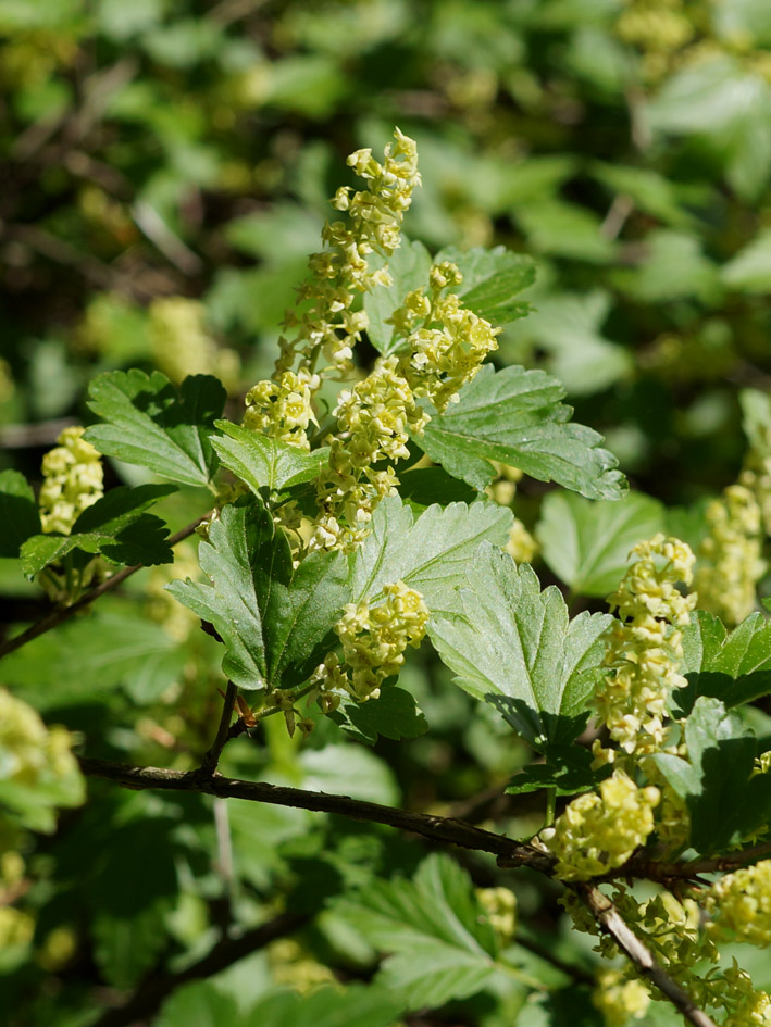 Image of Ribes alpinum specimen.