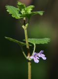 Glechoma hederacea. Верхняя часть цветущего растения. Санкт-Петербург, Пискарёвский парк. 29.05.2009.