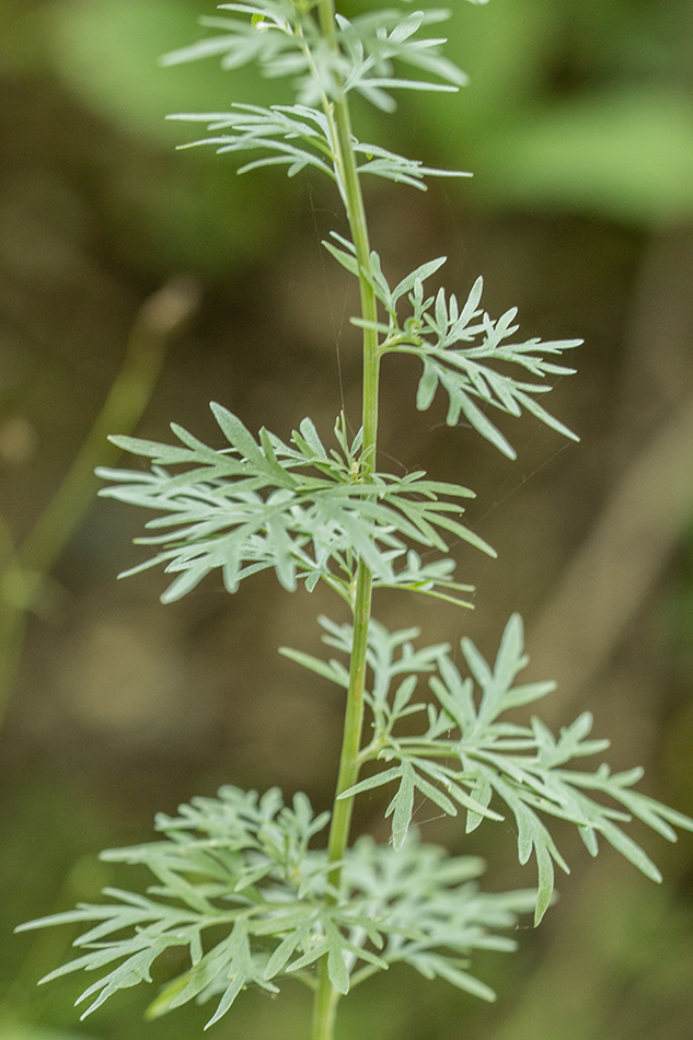 Изображение особи Artemisia absinthium.