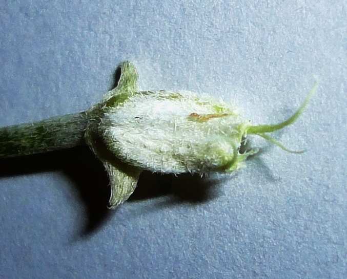 Image of Astragalus velatus specimen.