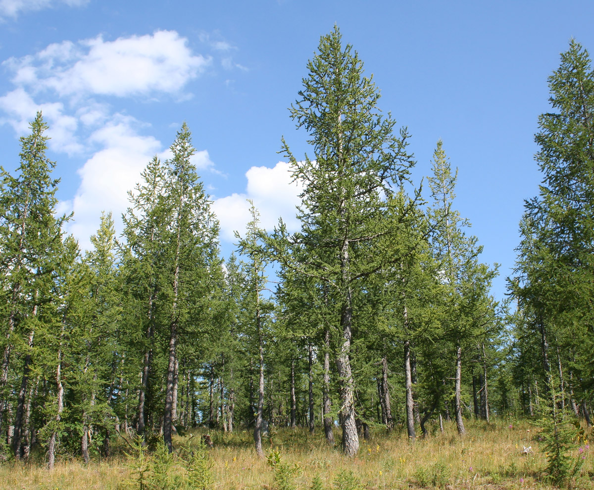 Изображение особи Larix sibirica.